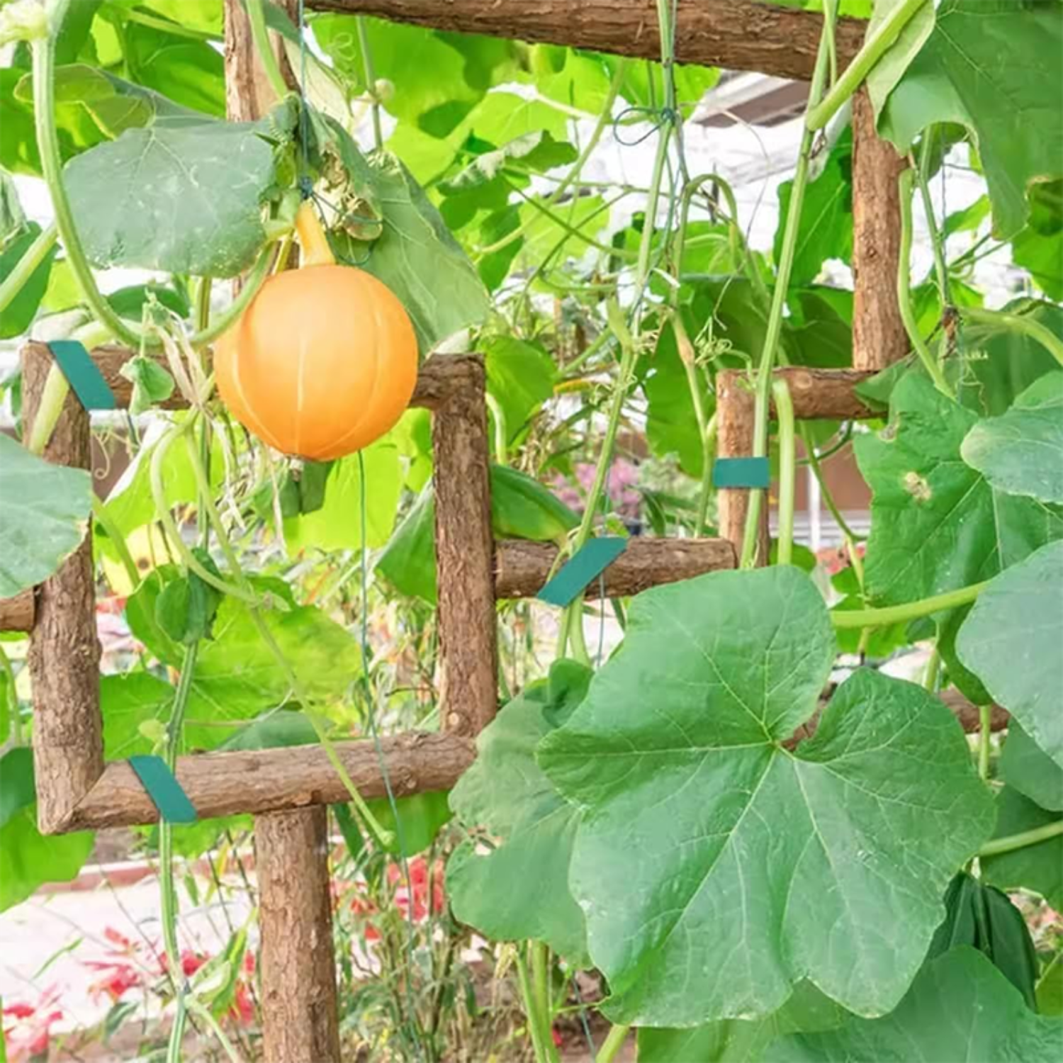 2-100M Adjustable Plant Nylon  - đánh giá và giá Gear Tie Reusable